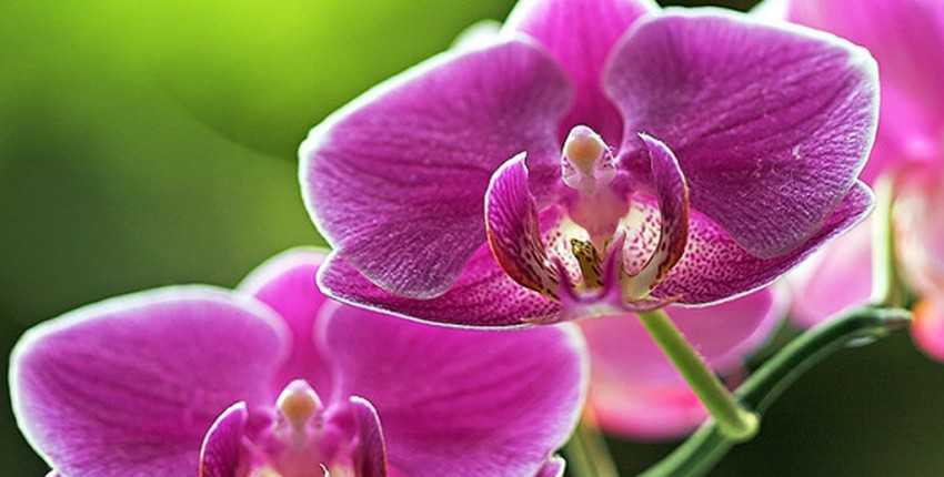 Пересадка орхидеи – самые важные советы