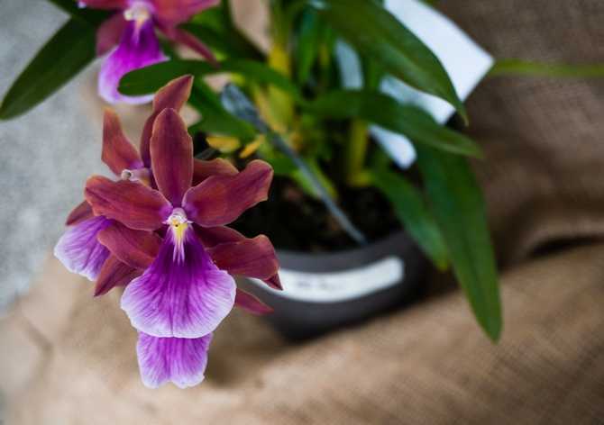 Орхидея мильтония: виды и уход в домашних условиях