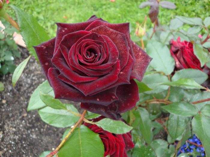 Роза «черная магия». описание сорта и правила ухода
