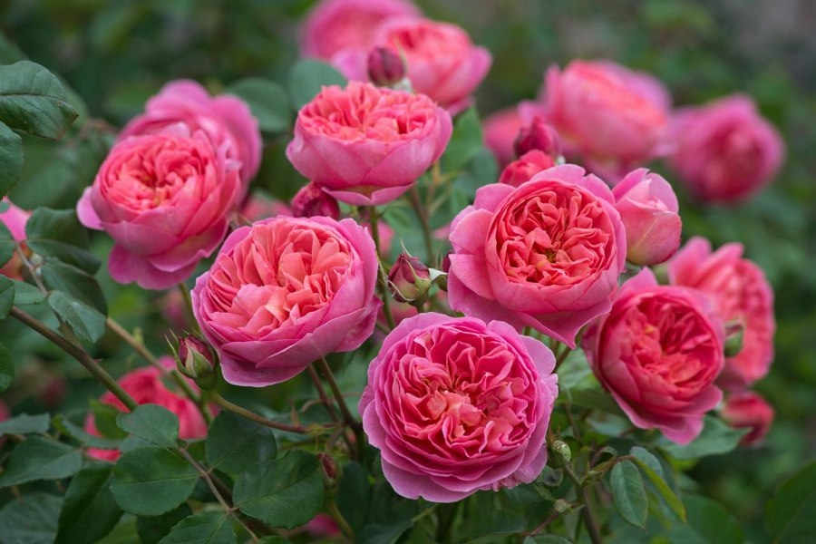 Роза английская шарлотта: особенности выращивания сорта на садовом участке | дачасадовника