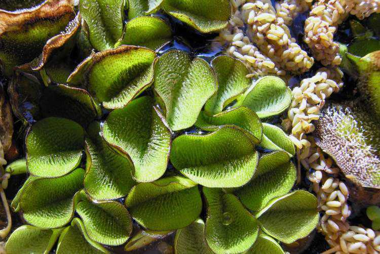 Медленный аквариум-травник: максимум удовольствия при минимуме ухода