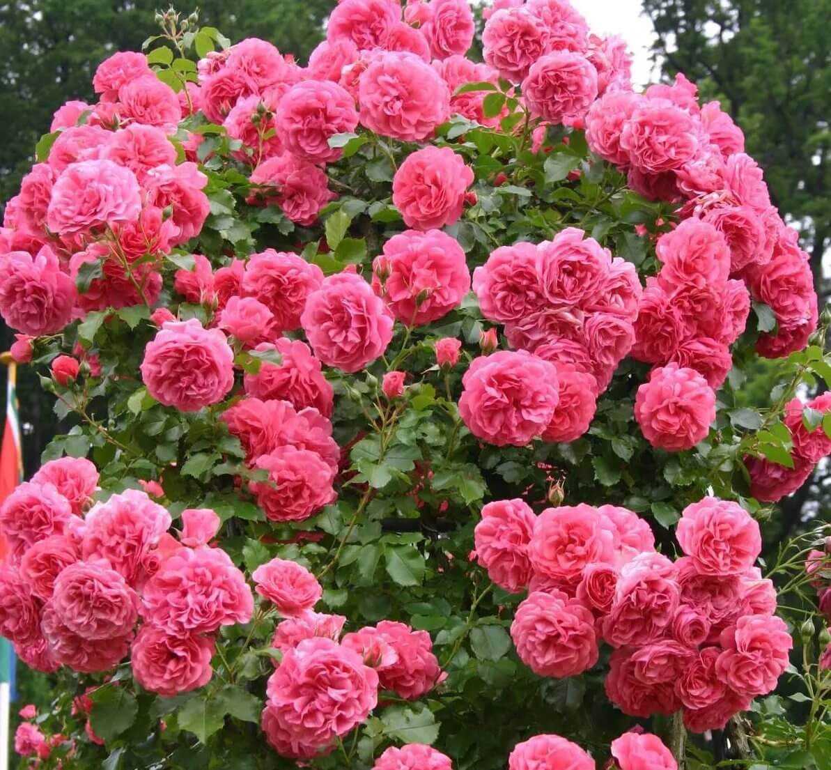 Роза «розариум ютерсен» (30 фото): описание плетистого сорта кордеса, уход за розами и отзывы о них