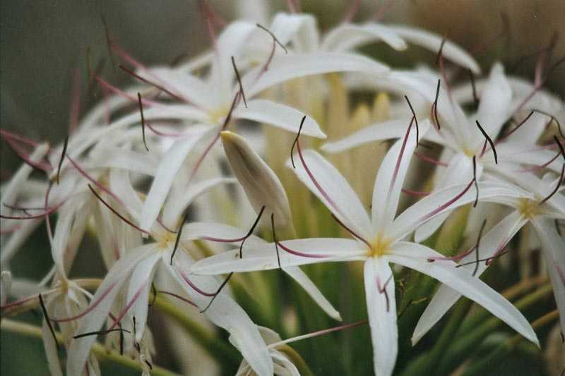 Домашний и садовый цветок кринум: фото, краткое описание, содержание дома и...