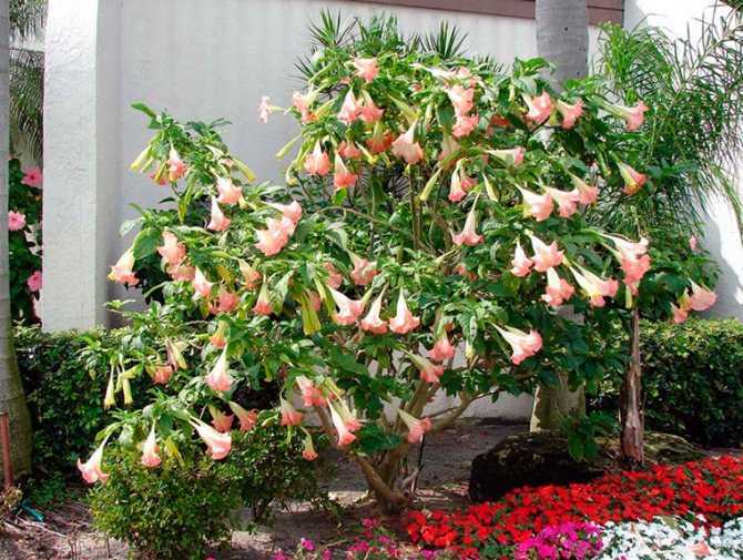 Бругмансия - экзотическое растение для вашего сада Виды бругмансии, несложный уход, правильное размножение семенами, черенками, отводками Требуются меры