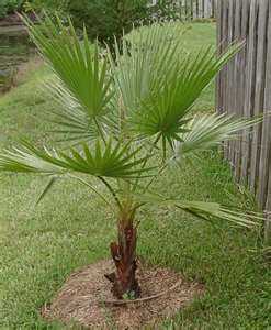 Если вы решили вырастить финиковую пальму самостоятельно из косточки, узнайте об уходе и болезнях этого растения Красивое декоративное растение в доме - это