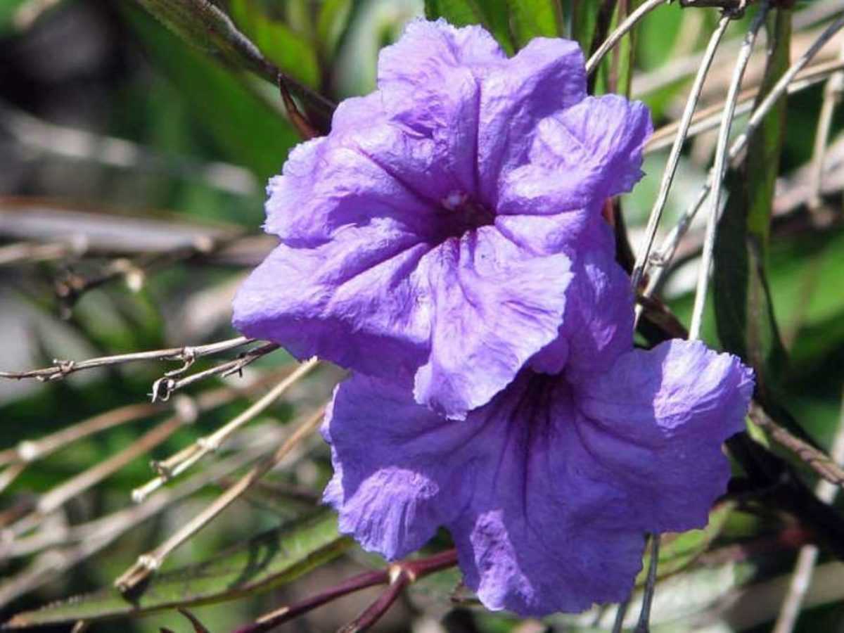 Цветок гревиллея: выращивание и уход в домашних условиях