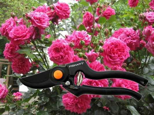 Как обрезать розы на зиму: основные правила для садоводов