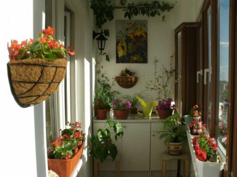 Какие можно посадить цветы на балконе: список названий, описание и фото