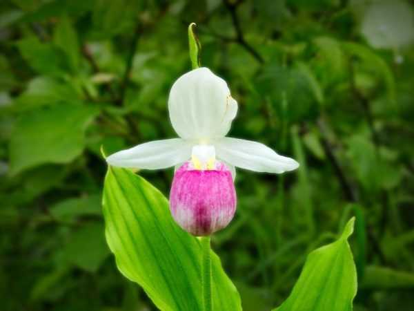 Знакомимся с орхидеей пафиопедилум — особенности ухода в домашних условиях и фото цветка