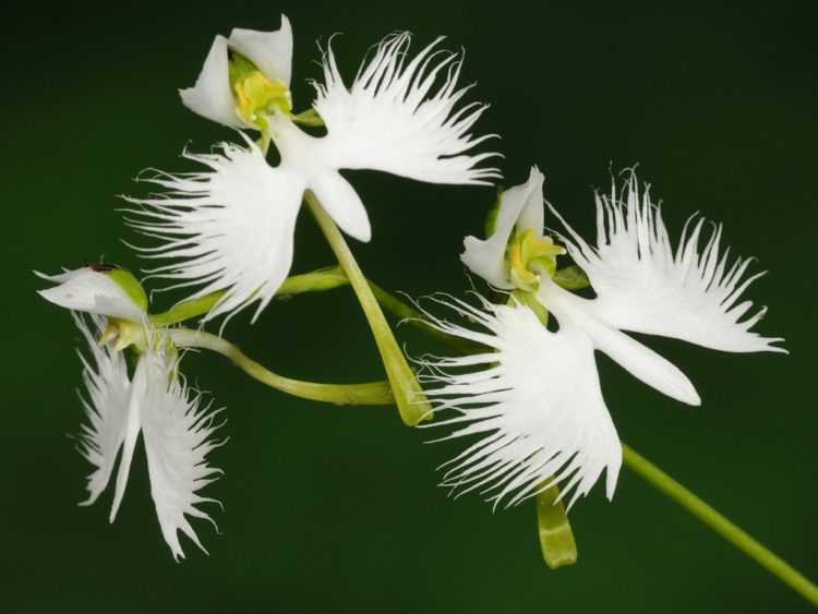 Орхидеи масдеваллия, дракула и уход за ними