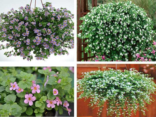 Бакопа – цветущее растение для дома и сада