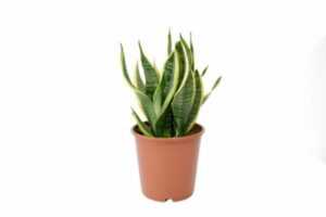 Необычное растение со звучным названием — cансевиерия лауренти. советы по уходу в домашних условиях и фото