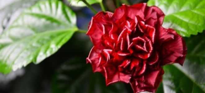 Гибискус китайский (Hibiscus rosa-sinensis), еще именуемый розой китайской, является наиболее популярным у цветоводов видом рода Гибискус семейства Мальвовые