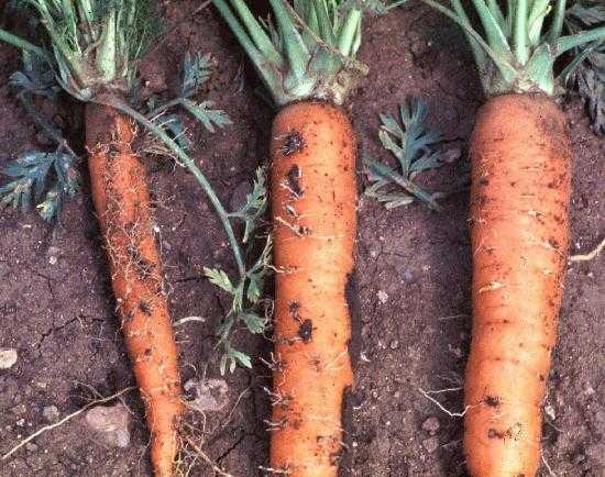 Морковь выращивание и уход в открытом грунте, правила посадки культуры