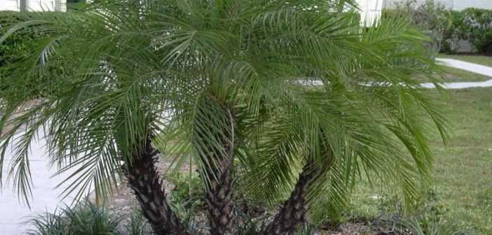 Финиковая пальма в домашних условиях - выращивание из косточки, фото