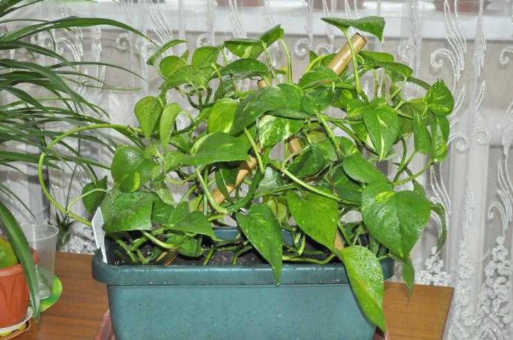 Растение сциндапсус (Scindapsus) является частью семейства Ароидные Этот род объединяет примерно 25 видов, которые представлены лианами В природных условиях они растут в тропических лесах юго-восточной части Азии