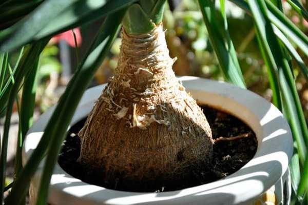 Пальма нолина: особенности содержания тропической гостьи в домашних условиях