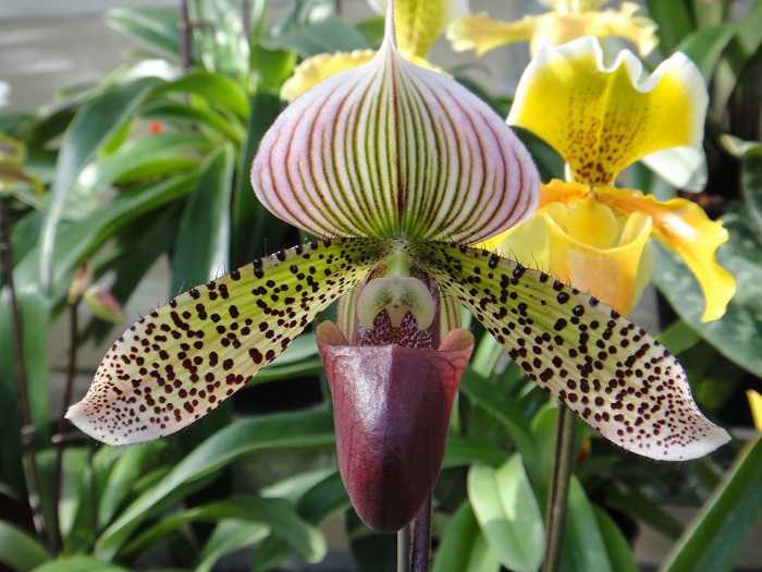Орхидея пафиопедилум венерин башмачок: для начинающих цветоводов. уход, удобрение, болезни.