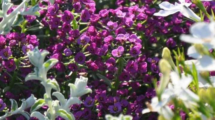 Цветок алиссум многолетний: выращивание, посадка и уход в открытом грунте
