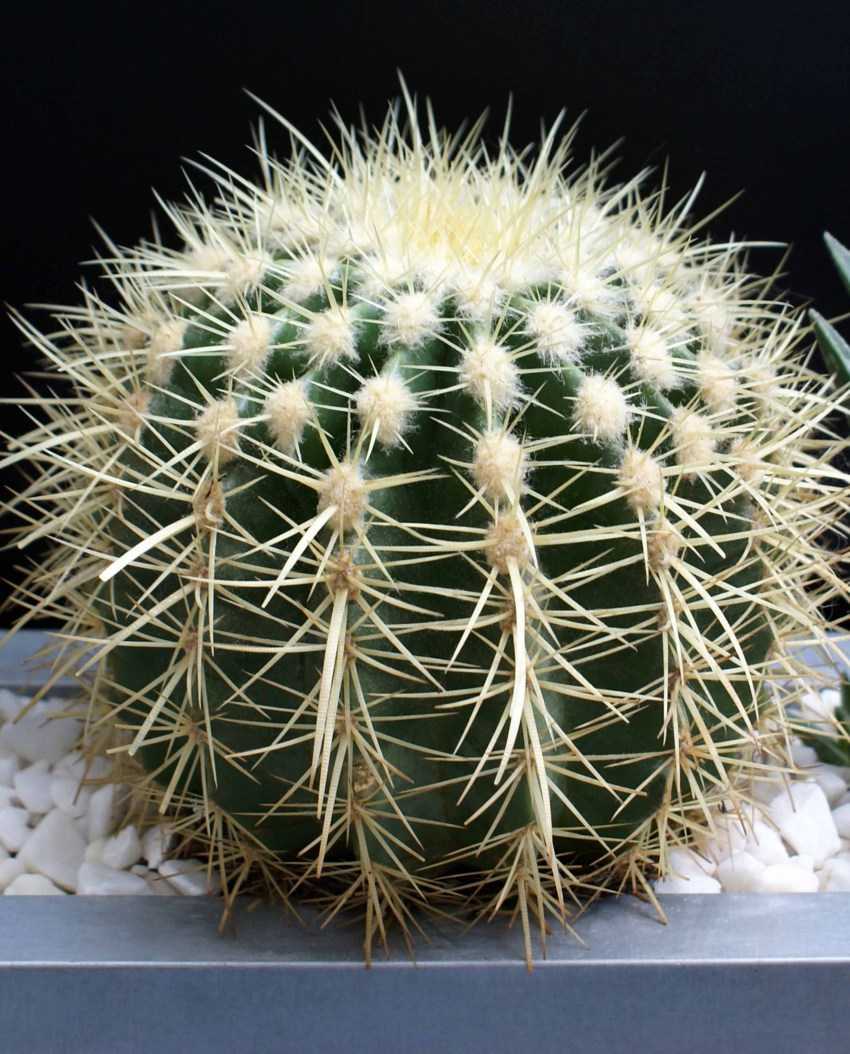 Виды кактусов - 24 вида с фото и описанием