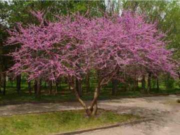 Цветок церцис — багрянник обыкновенный или иудино дерево