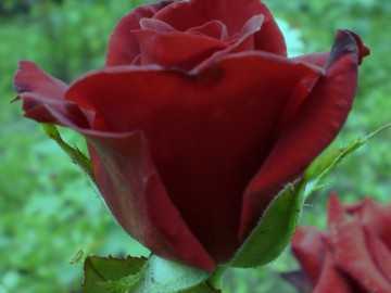 Роза черная магия, фото. правила выращивания