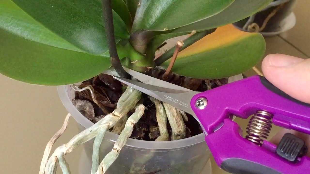 Узнайте, надо ли обрезать отцветшие цветоносы у орхидеи