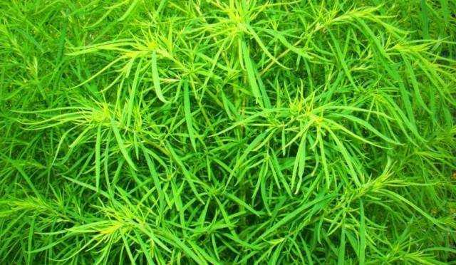 Кохия — простота выращивания летнего кипариса из семян