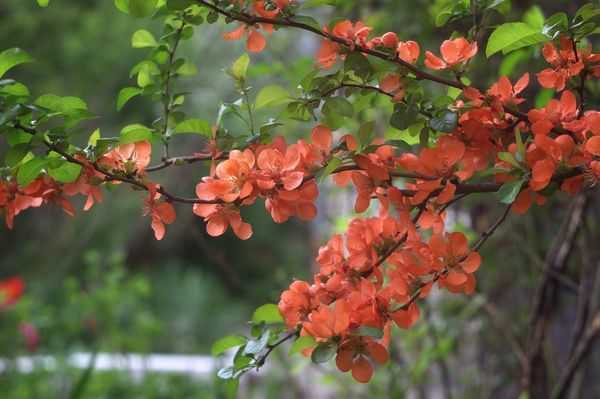 Узнайте о полезных свойствах японской айвы ил хеномелеса Посадка, удобрение и уход за кустарником в умеренном климате Как добиться пышного цветения японской