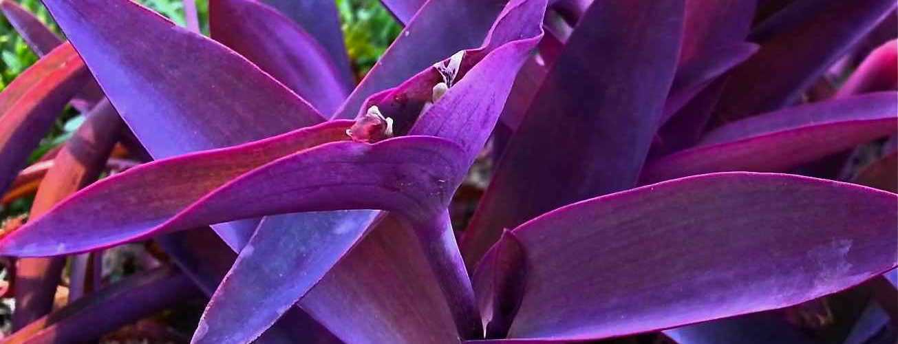 Посадка и особенности ухода за сеткреазией пурпурной в домашних условиях