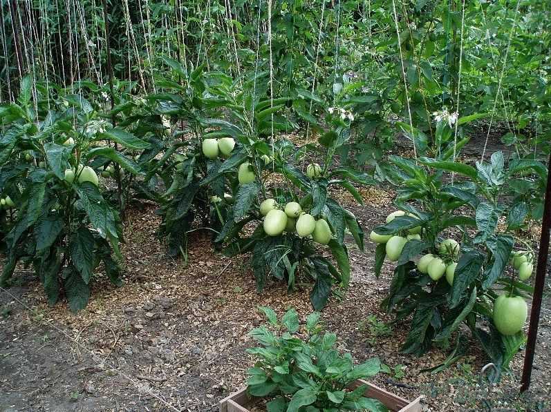 Экзотическое растение с вкусными плодами пепино можно вырастить в домашних условиях Для получения плодов пепино растению нужно хорошее освещение,