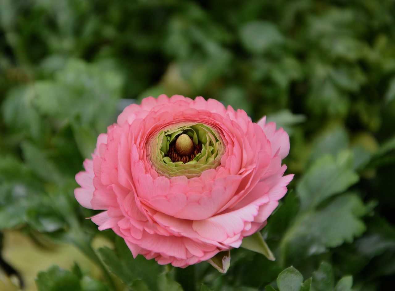 Лютик садовый (54 фото): посадка и уход за многолетним азиатским лютиком, сорта цветка ранункулюс «дабл пинк баттеркап» и микс, «йеллоу» и другие виды. как размножается лютик?