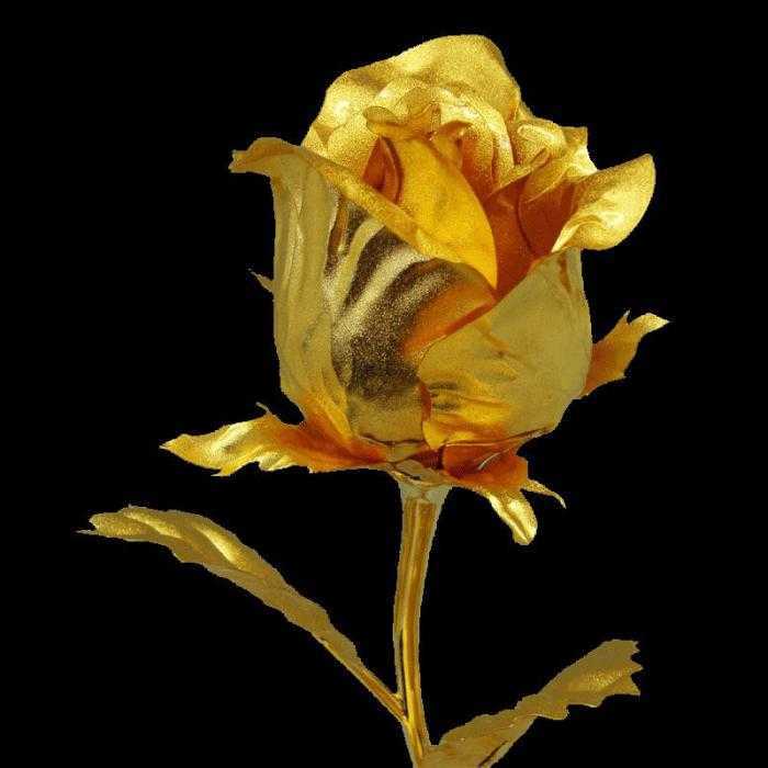 Роза флорибунда - выращивание, посадка и уход