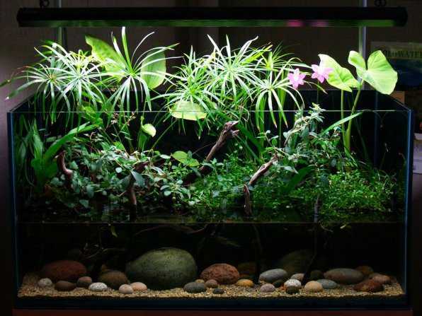Кринум — растение, подходящее для объемного аквариума Какие виды культуры существуют и как ухаживать за ними Рекомендации и советы по содержанию и