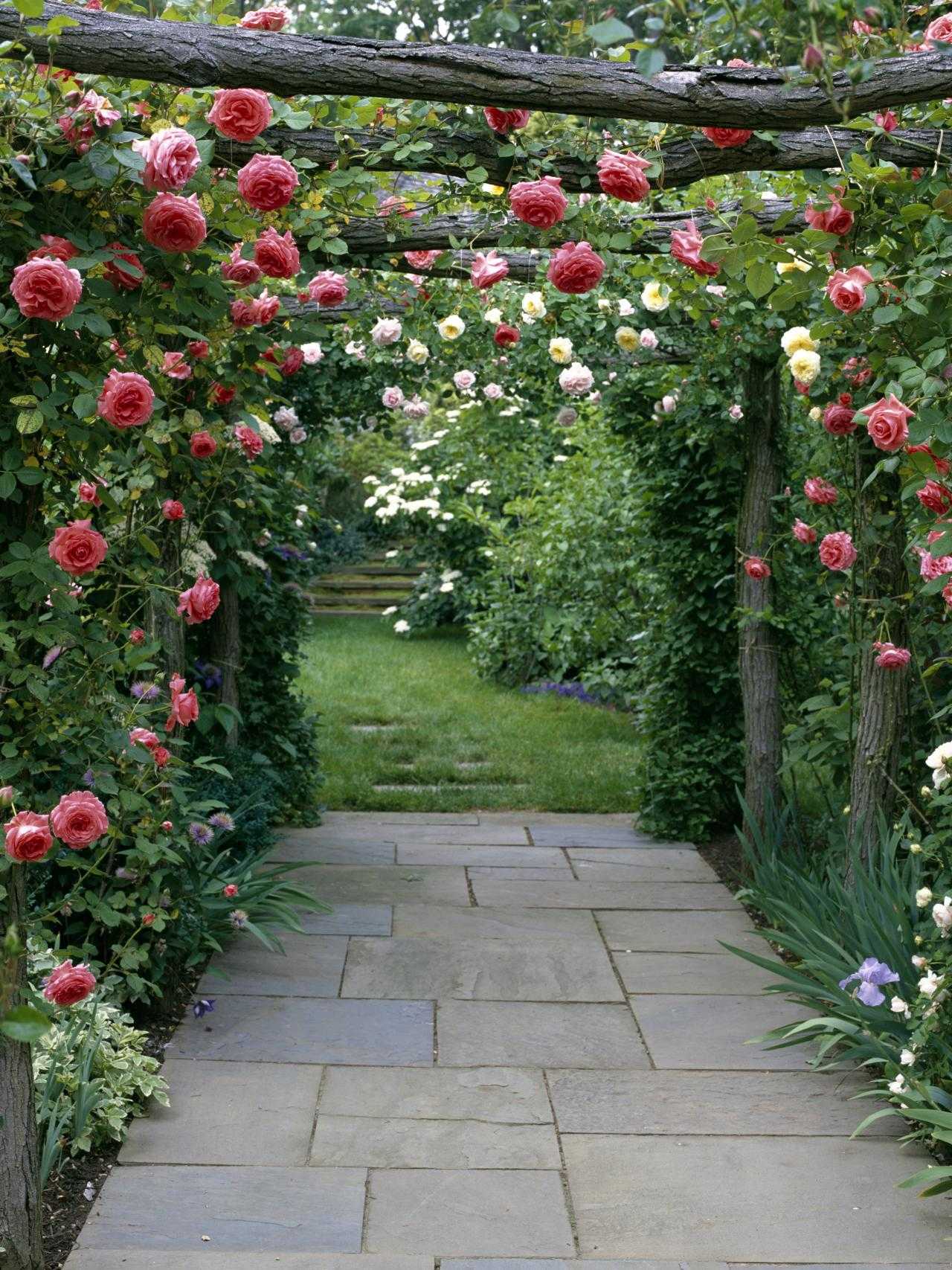 Уход за розами летом на даче в открытом грунте