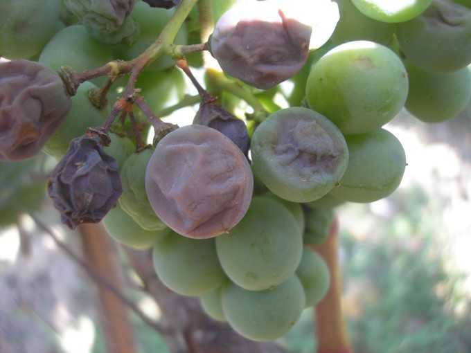 Милдью винограда: лечение и профилактика, меры борьбы