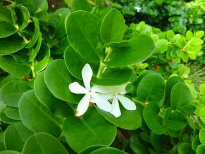 Карисса растение: размножение и уход за цветком