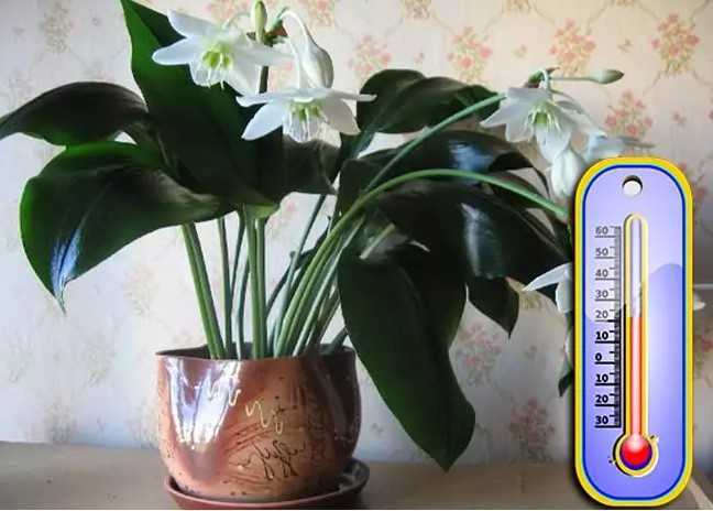 Эухарис (амазонская лилия): уход за цветком в домашних условиях
