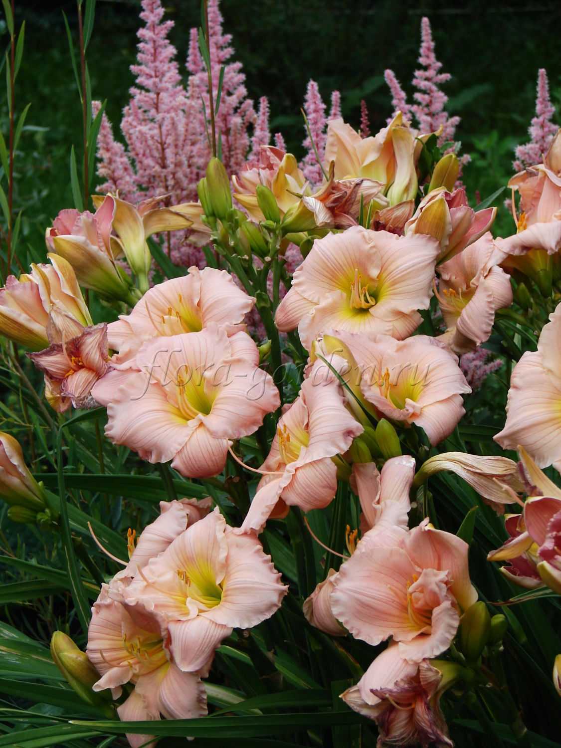 Выращивание лилейников процесс не сложный, продолжительность цветения зависят не только от сорта растения, но и от правильной посадки, ухода Своевременный