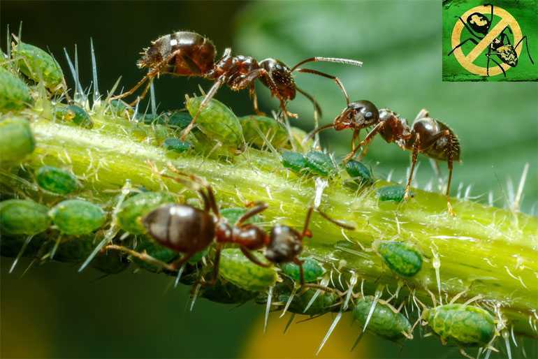 Препарат «мурацид» от муравьев: состав, инструкция по применению, отзывы