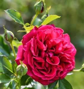 Изысканное украшение для сада: описание и выращивание розы чиппендейл