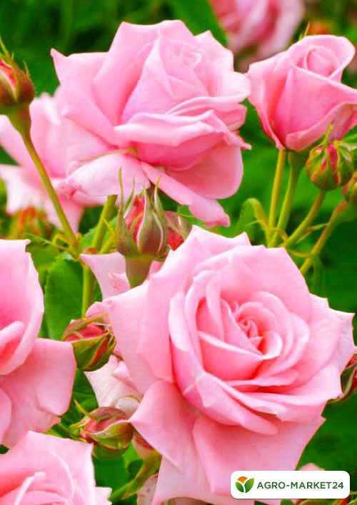 Популярные сорта непрерывно цветущих роз, которые долго держат цветок