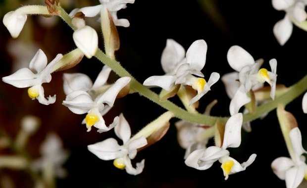 Как ухаживать за драгоценной орхидеей лудизией