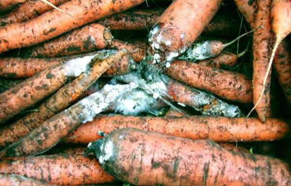 Как бороться с болезнями и вредителями на моркови при выращивании: эффективные способы и средства
