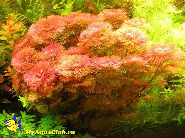 Аквариумное растение кабомба — уход и содержание в аквариуме