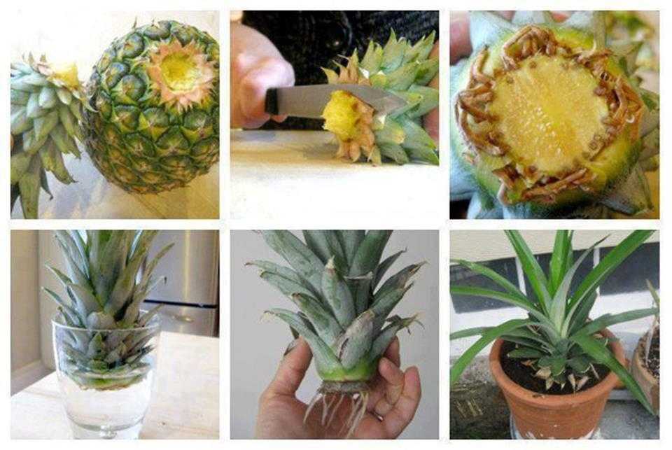 Как цветет ананас: 105 фото и видео как посадить в домашних условиях