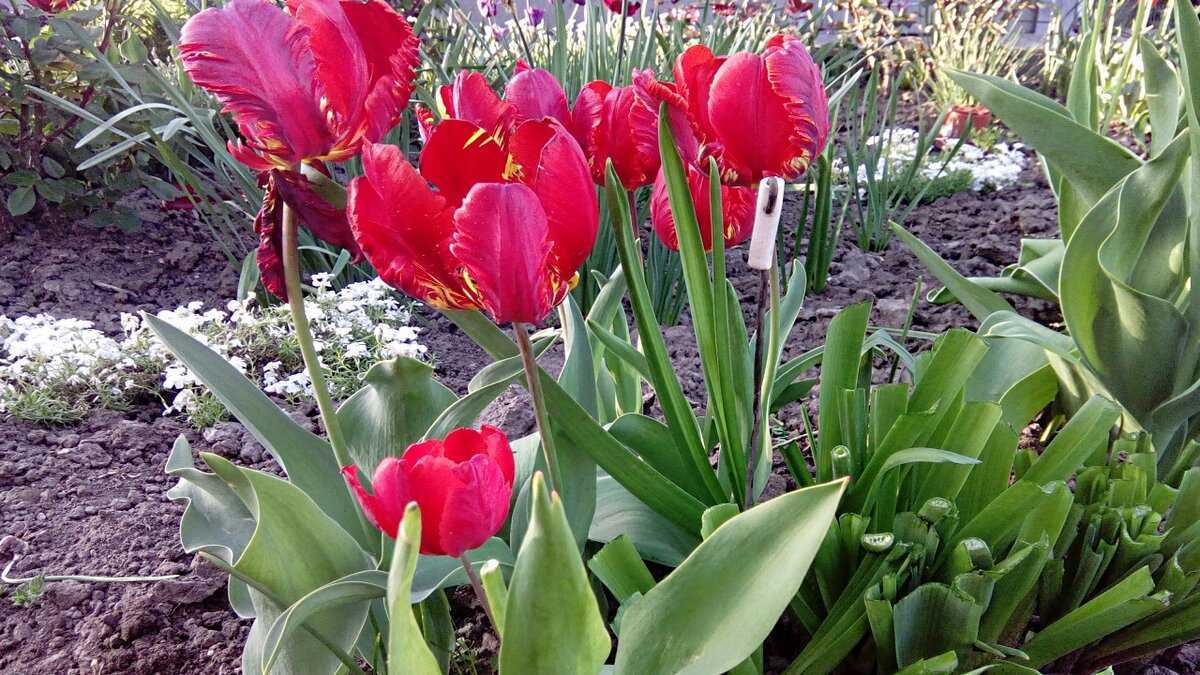 Подкормка тюльпанов: ранней весной, при выгонке, во время цветения, после цветения и во время бутонизации