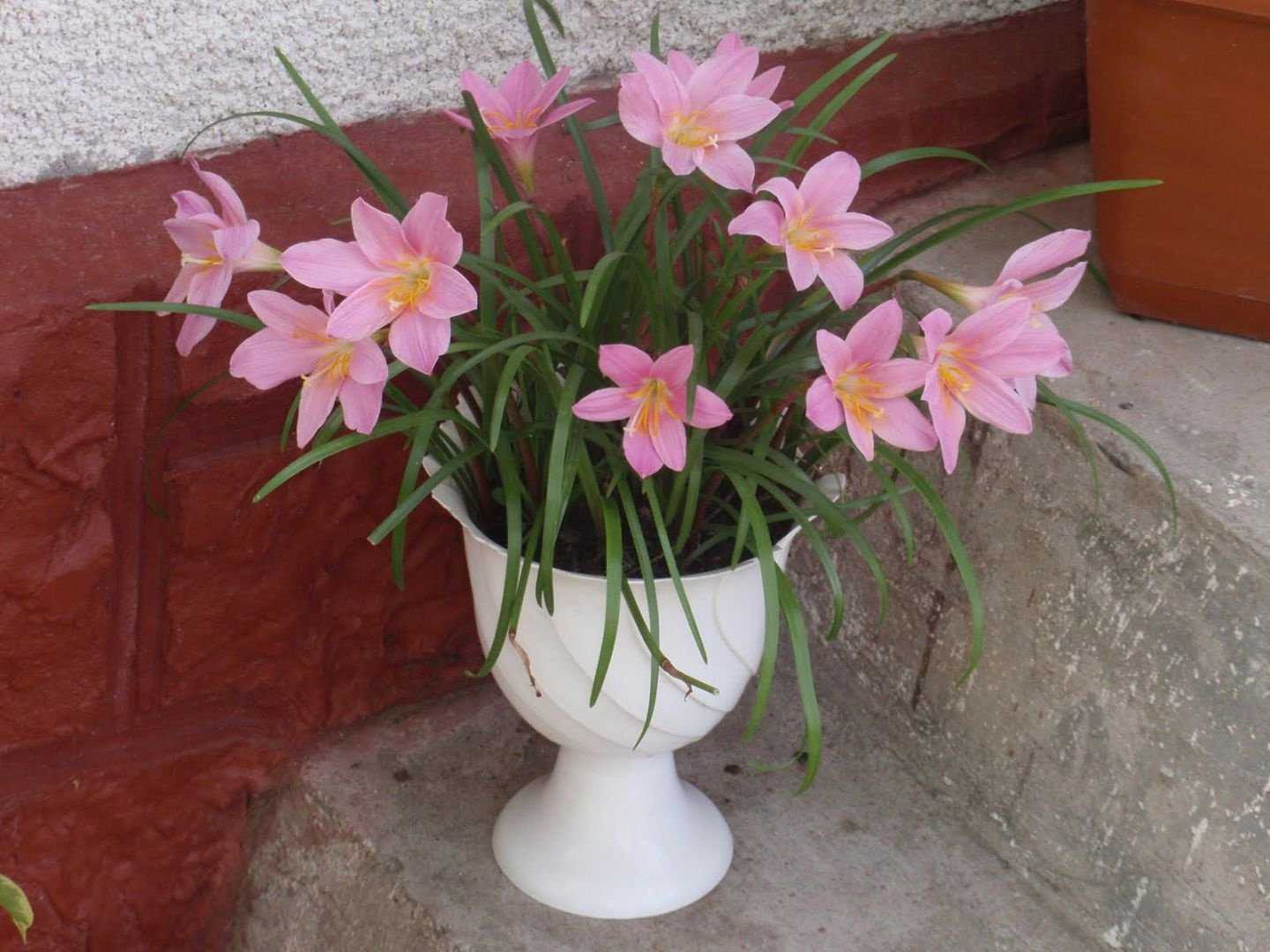 Зефирантес (выскочка) – цветок семейства амариллисовых