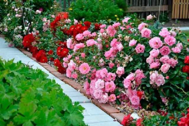 Роза почвопокровная фейри: фото и описание, отзывы
