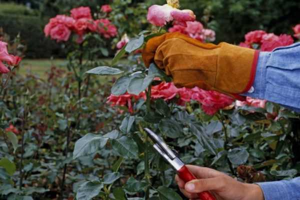 Уход за плетистыми розами осенью и подготовка к зиме